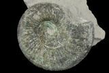 Ammonite (Orthosphinctes) Fossil on Rock - Germany #125889-1